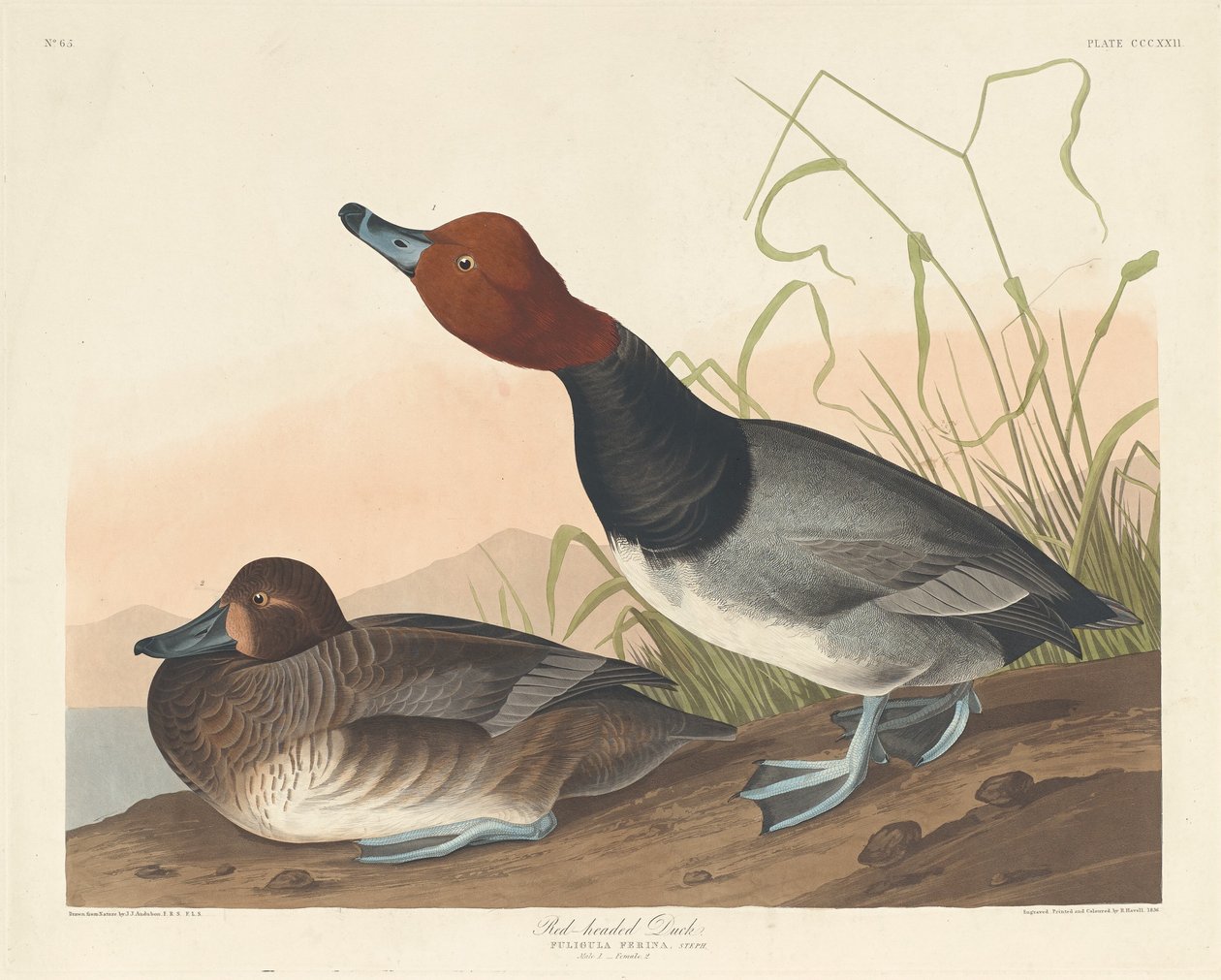 Rødhovedet and, 1836. af Robert Havell