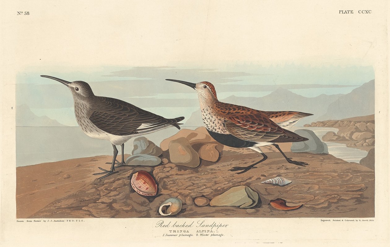 Rødrygget sandpiper, 1836. af Robert Havell