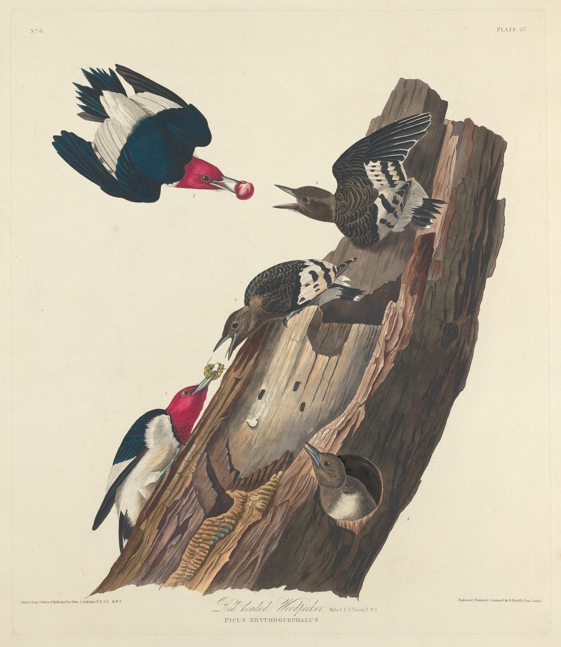 Rødhovedet spætte, 1828. af Robert Havell
