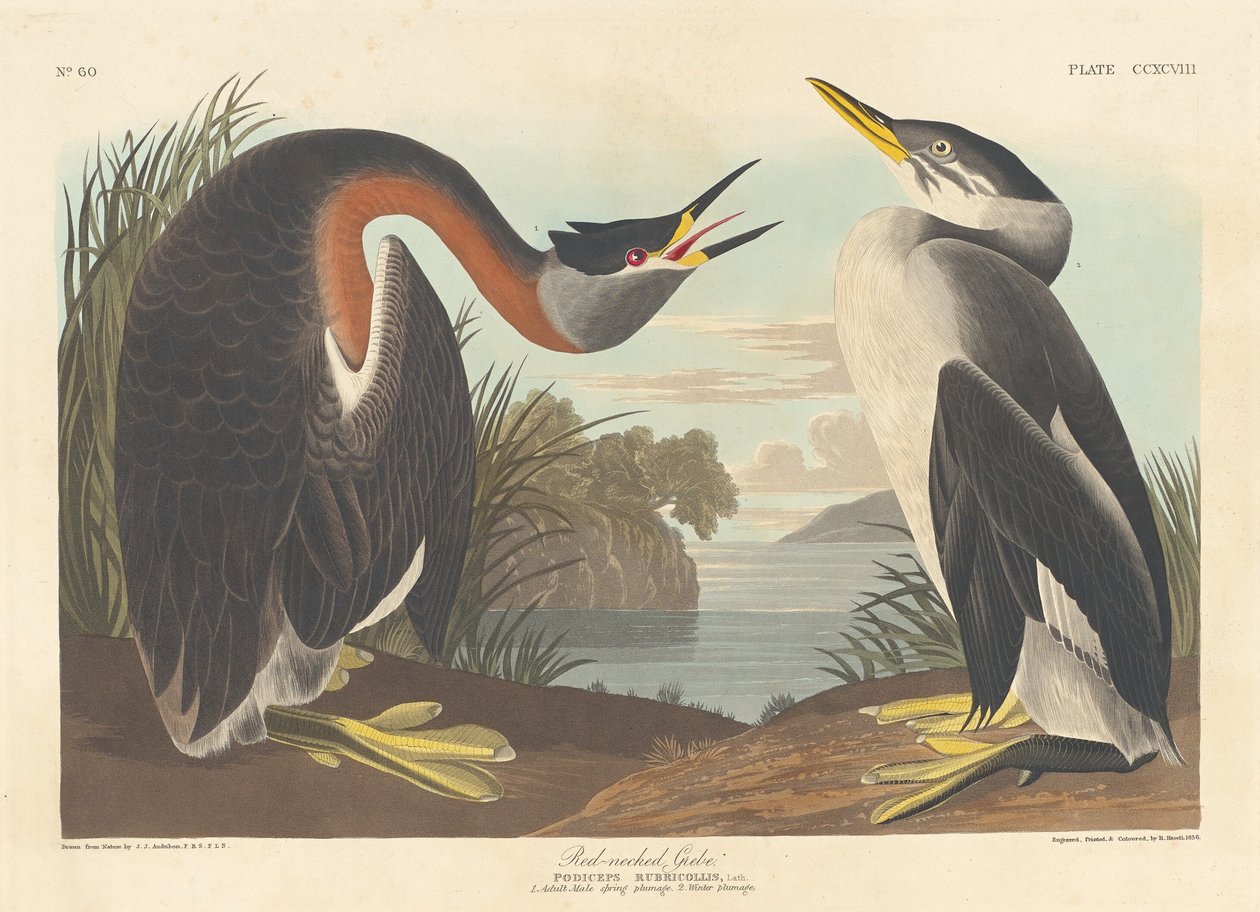 Rødhalset lappedykker, 1836. af Robert Havell