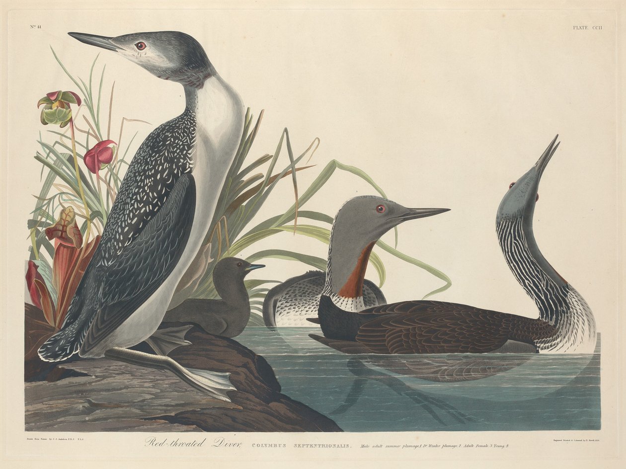 Rødstrubet dykker, 1834. af Robert Havell