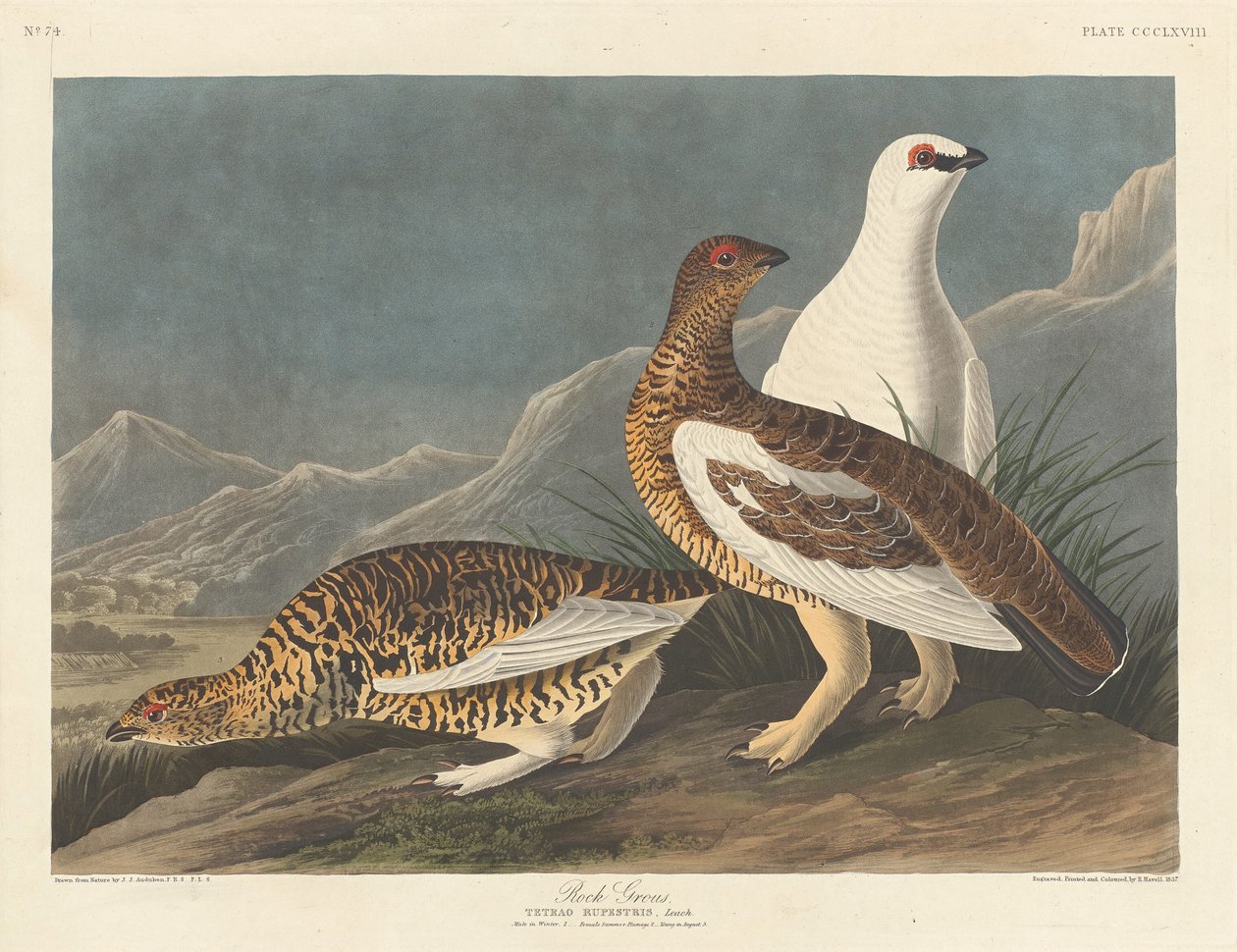 Rock Great, 1837. af Robert Havell