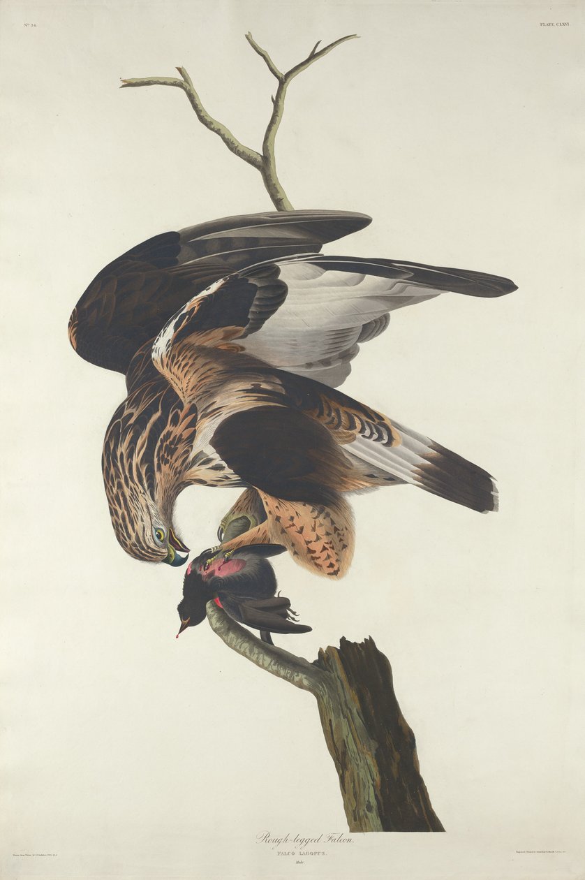 Rubenet falk, 1833. af Robert Havell
