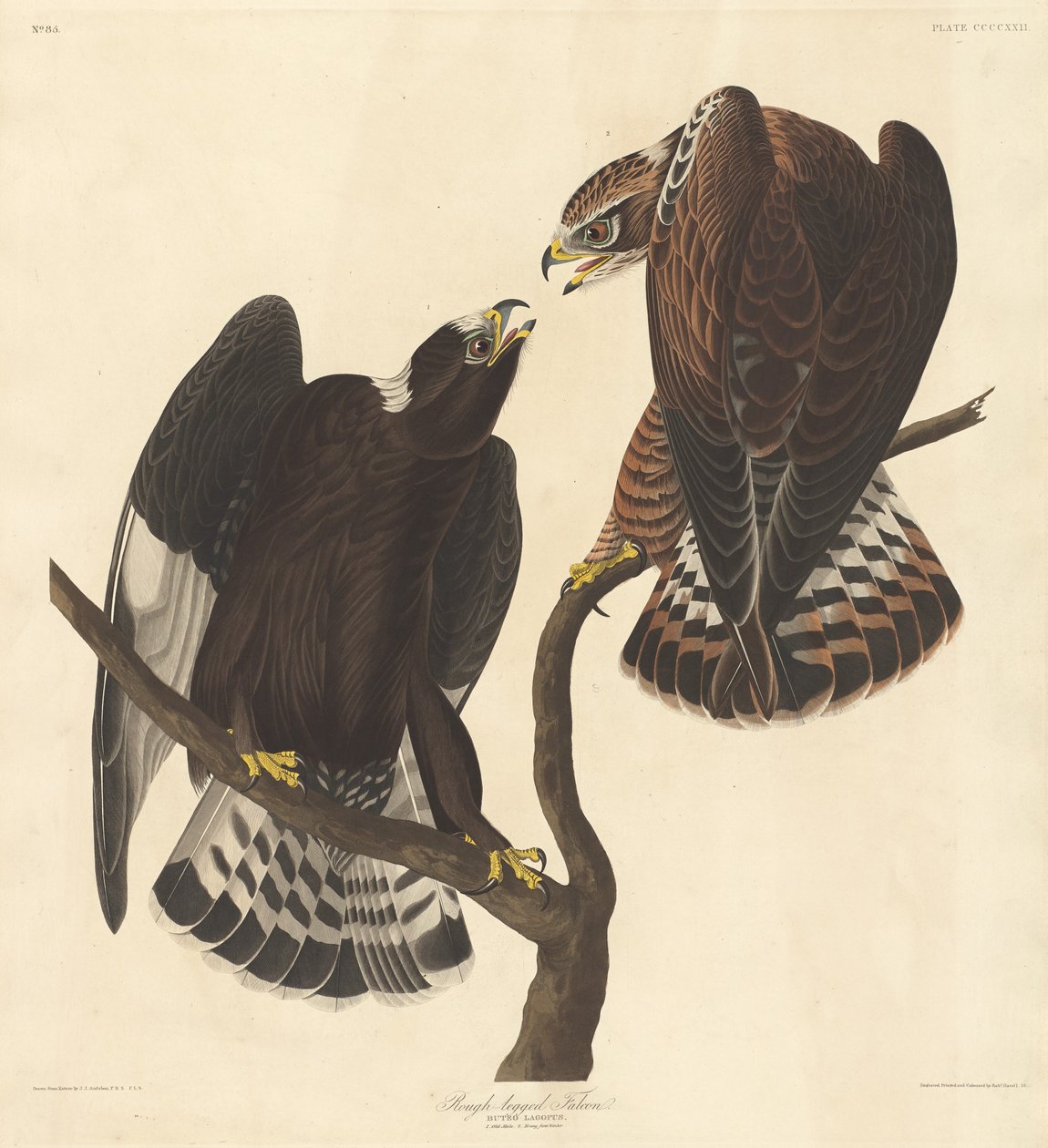 Rubenet falk, 1838. af Robert Havell
