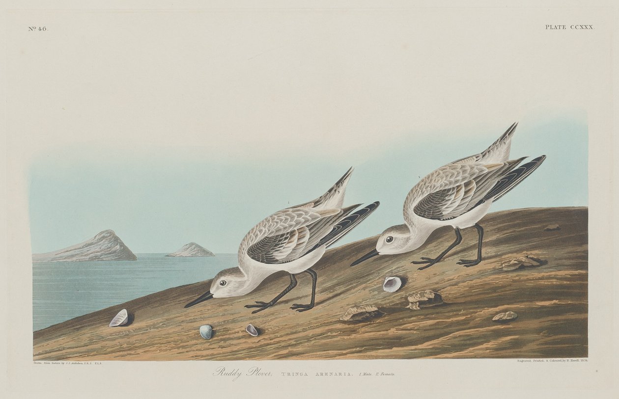 Ruddy Plover, 1834. af Robert Havell