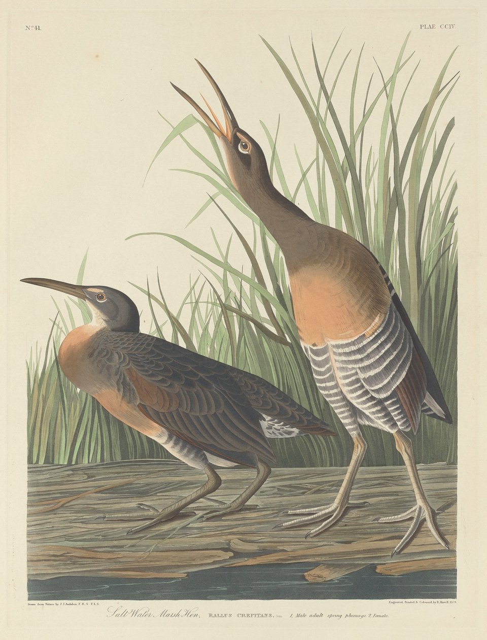 Saltvandsmarskhøne, 1834. af Robert Havell