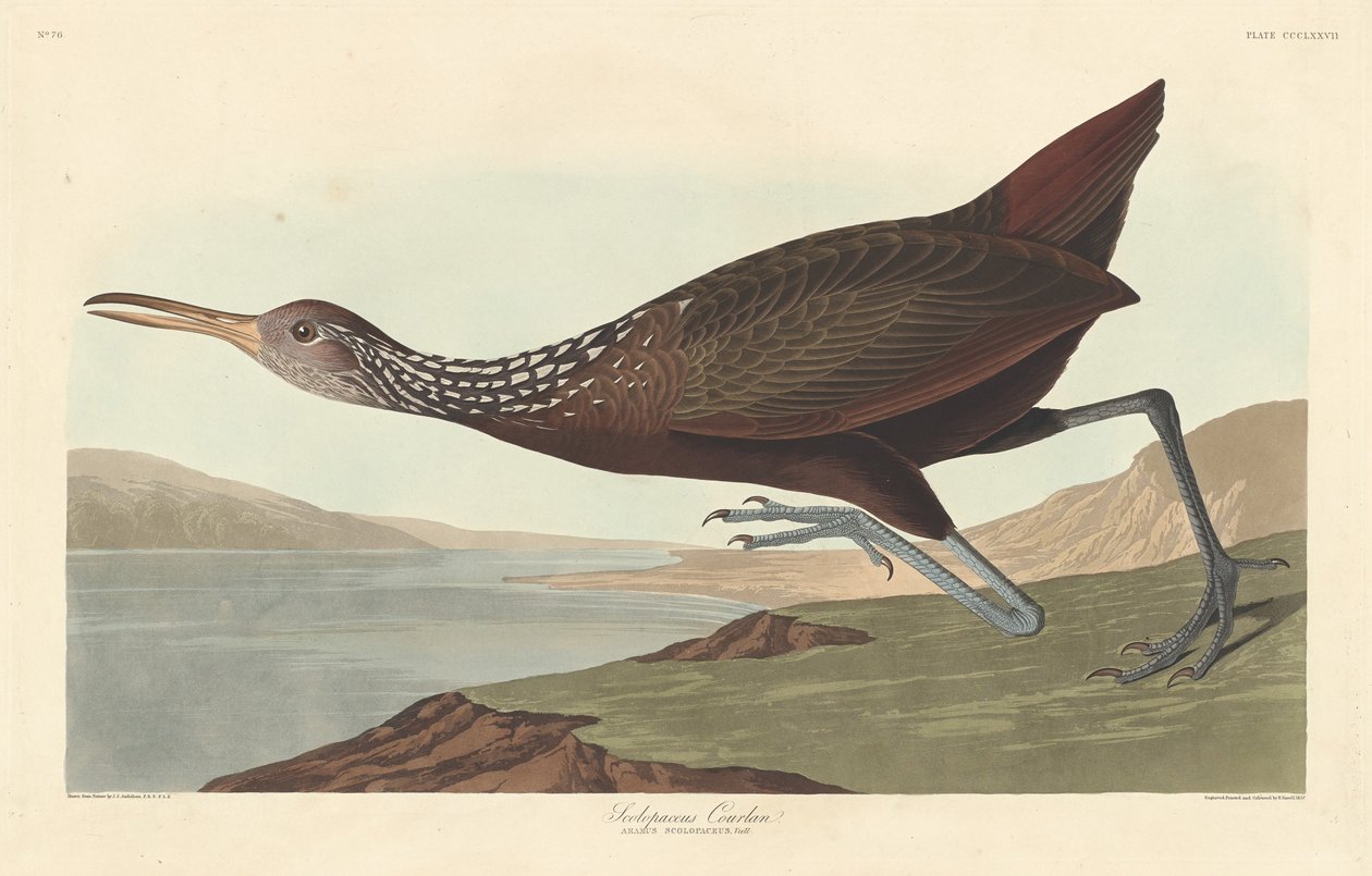 Scolopaceus Courlan, 1837. af Robert Havell
