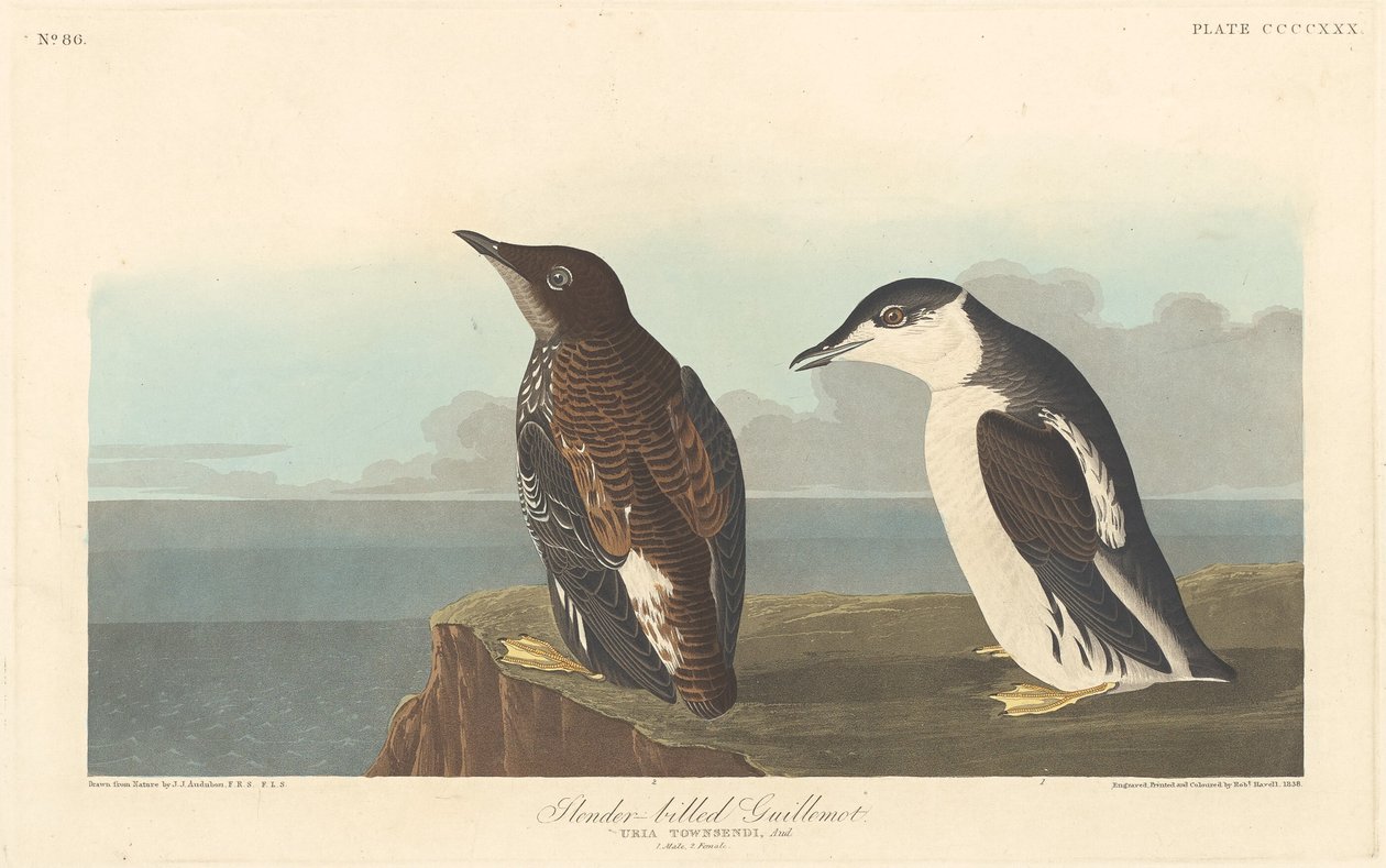 Slanknæbbet lomvi, 1838. af Robert Havell
