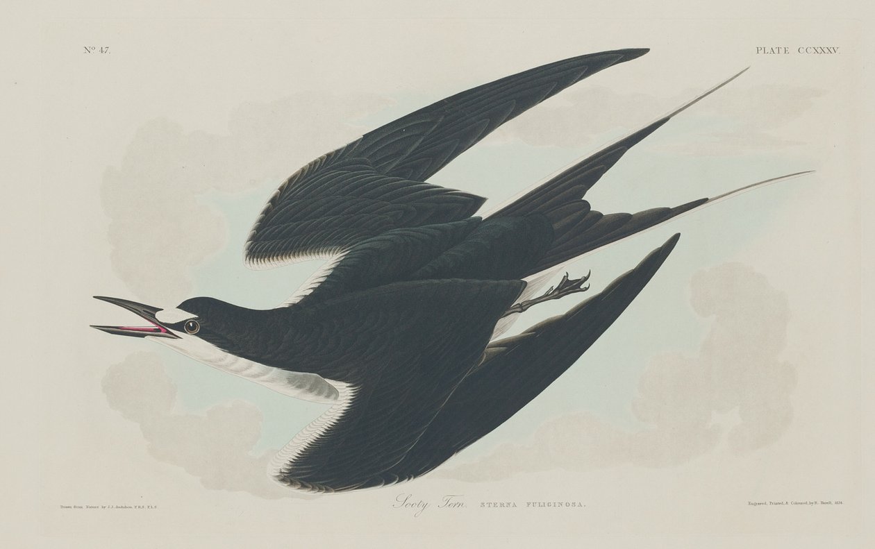 Sodtern, 1834. af Robert Havell