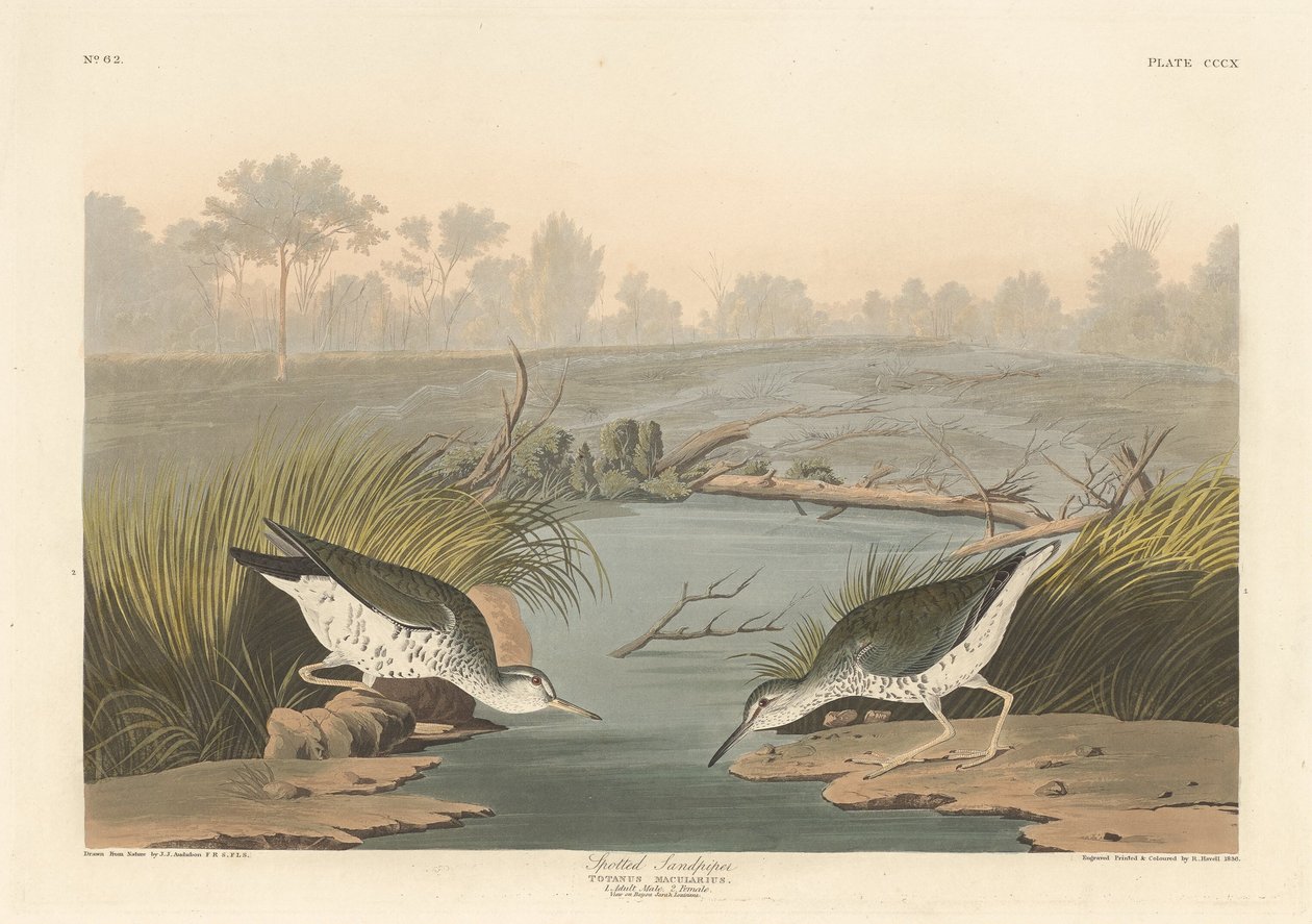 Plettet sandløber, 1836. af Robert Havell