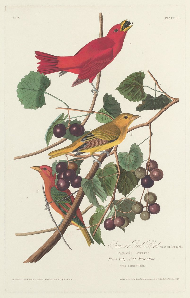 Sommerrød fugl, 1828. af Robert Havell