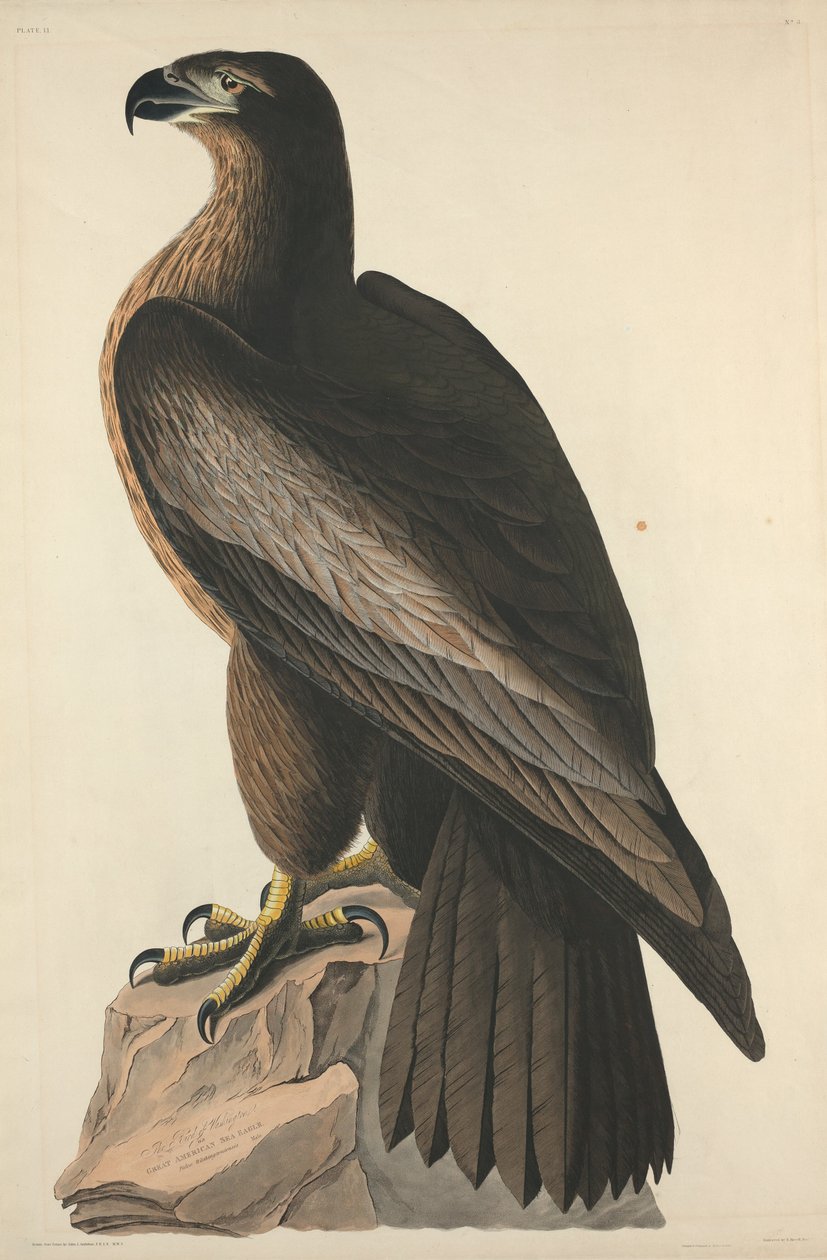 The Bird of Washington eller Great American Sea Eagle, 1827. af Robert Havell