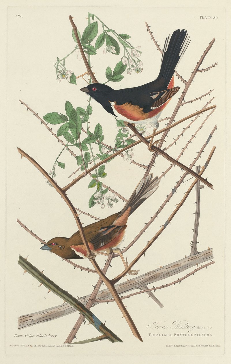 Towee Bunting, 1828. af Robert Havell