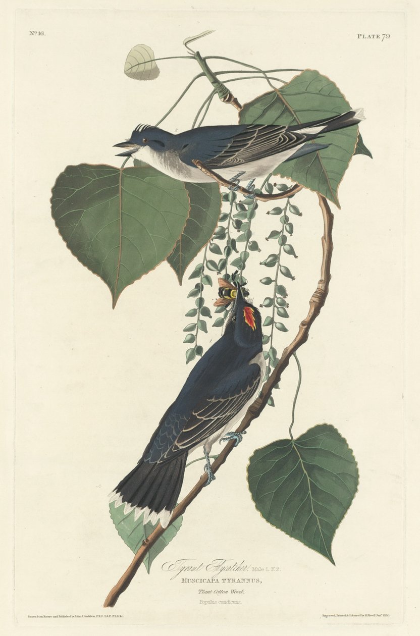 Tyranfluefanger, 1830. af Robert Havell