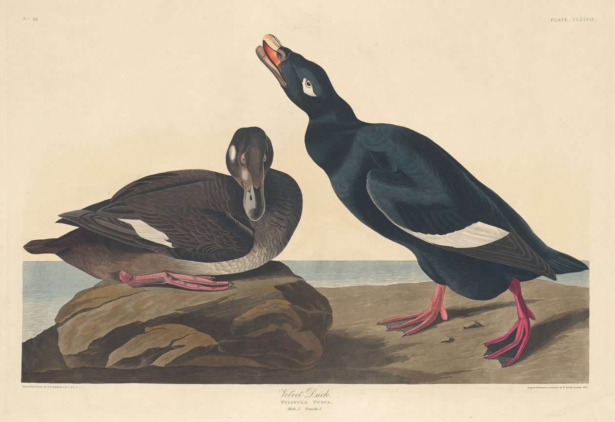 Fløjlsand, 1835. af Robert Havell