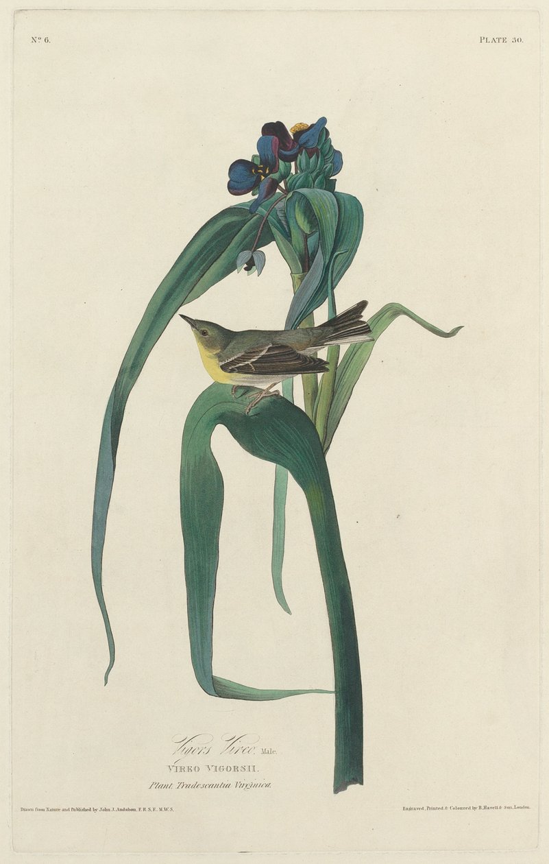 Vigors Vireo, 1828. af Robert Havell