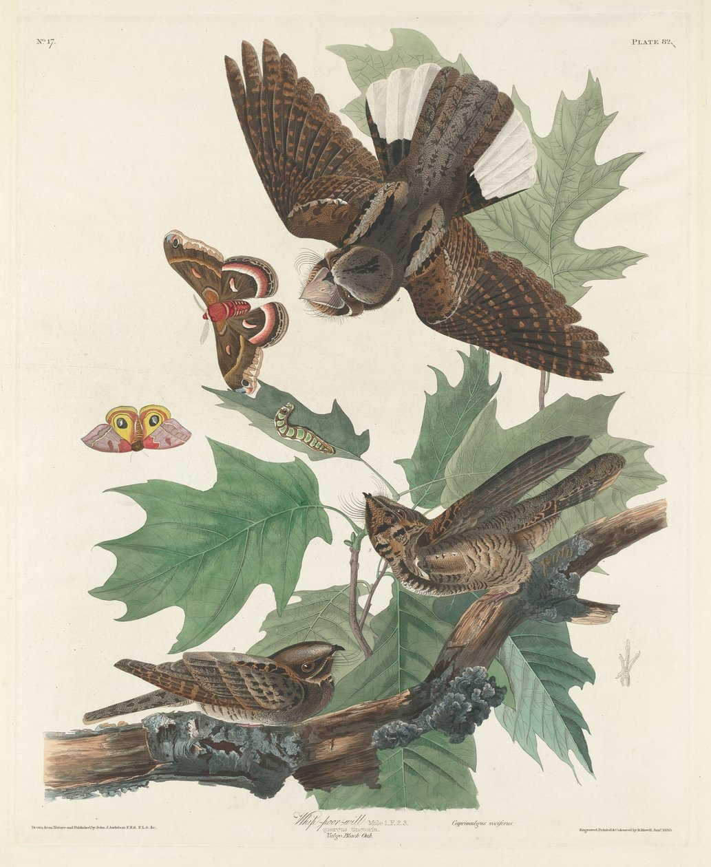 Pisk-fattig-vilje, 1830. af Robert Havell