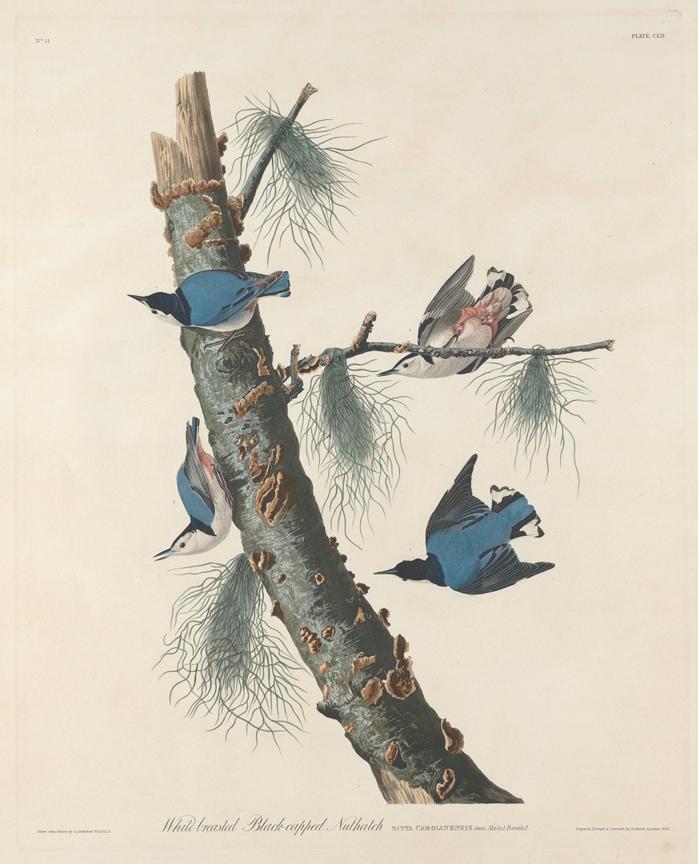 Hvidbrystet sortkappet nøddetække, 1832. af Robert Havell