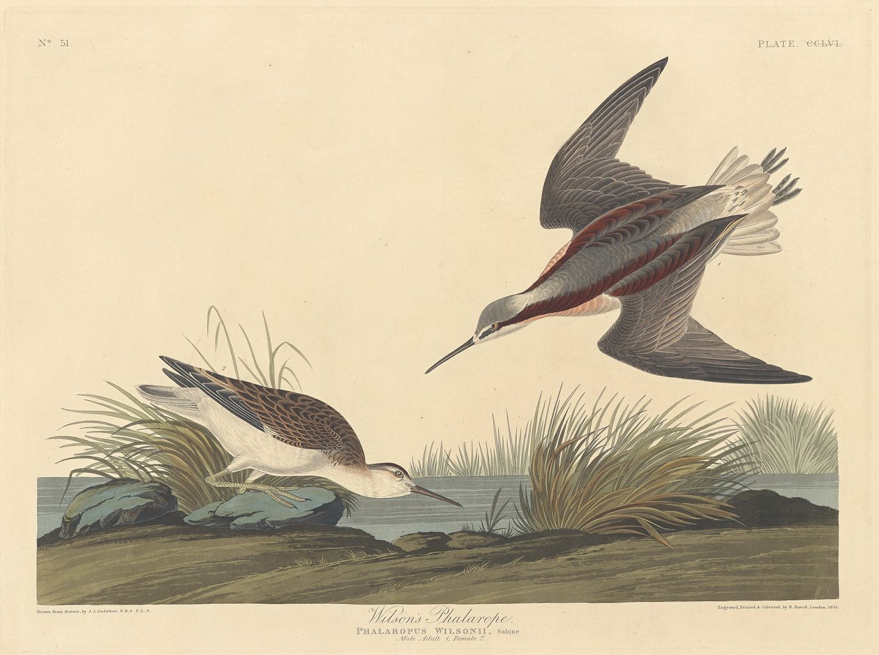 Wilsons Phalarope, 1835. af Robert Havell