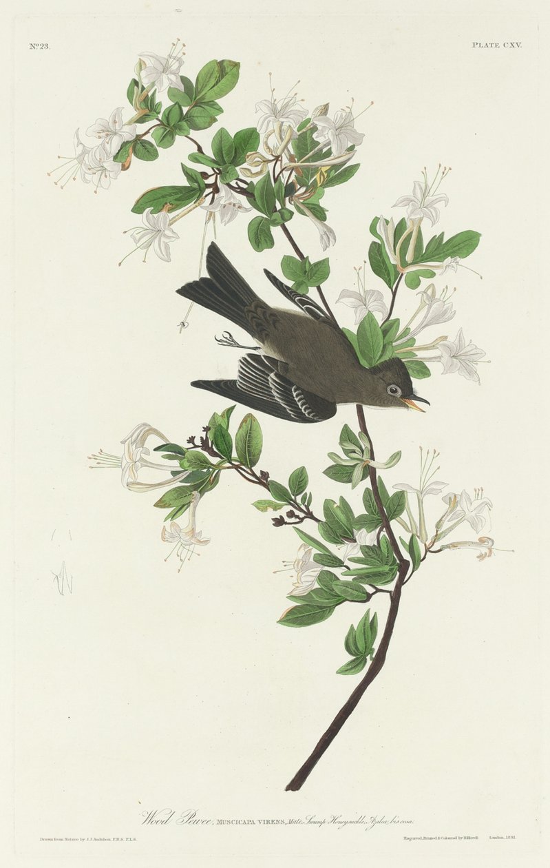 Wood Pewee, 1831. af Robert Havell