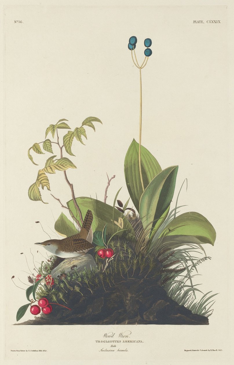 Wood Wren, 1833. af Robert Havell