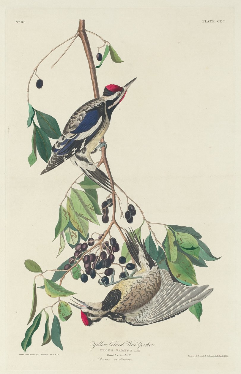 Gulbuget spætte, 1834. af Robert Havell