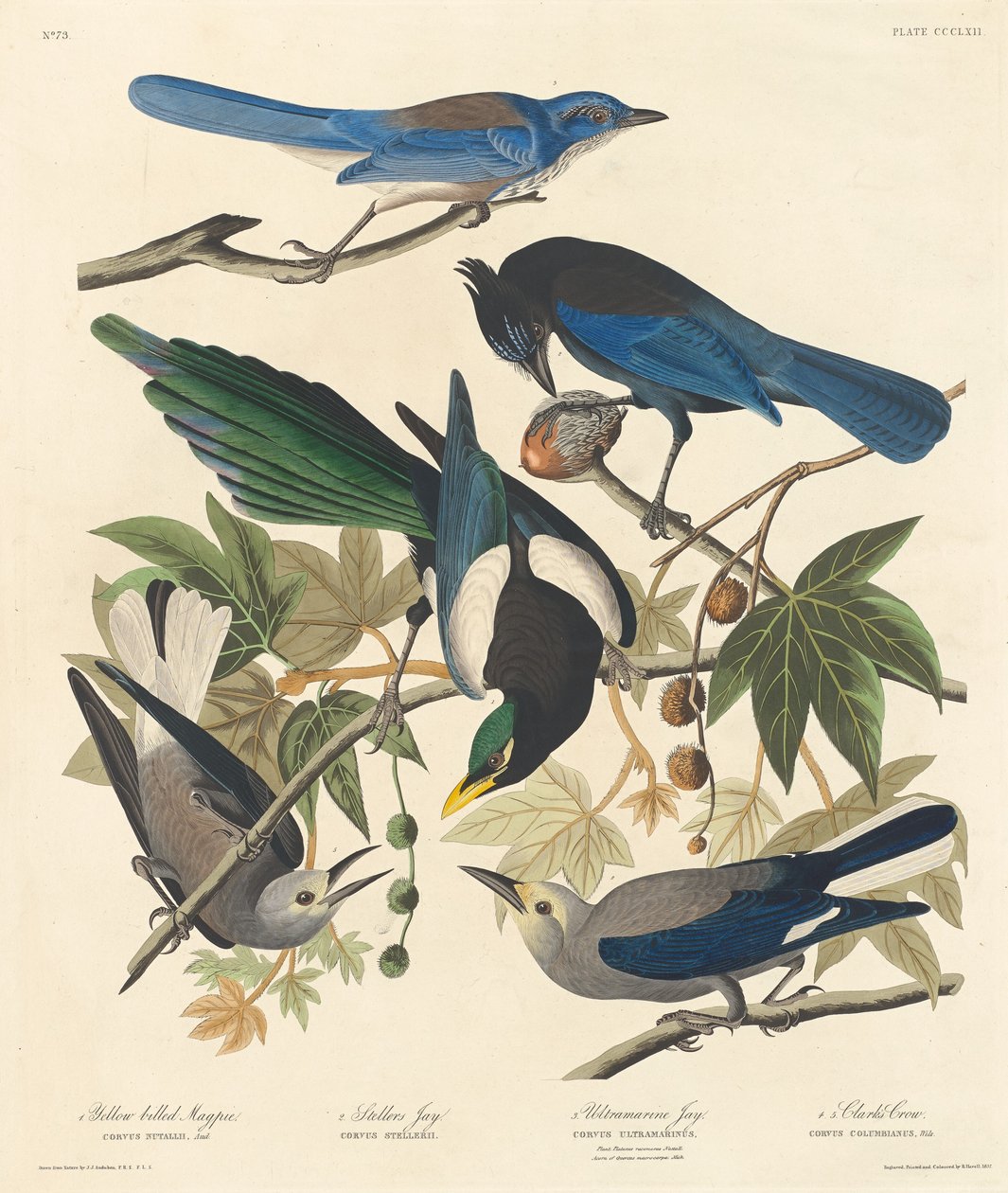 Gulnæbbet Magpie, Stellers Jay, Ultramarine Jay og Clark