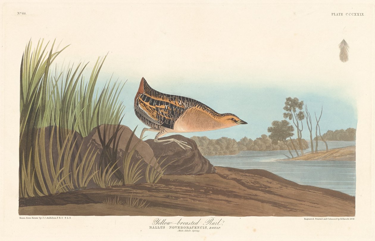 Gulbarmet skinne, 1836. af Robert Havell
