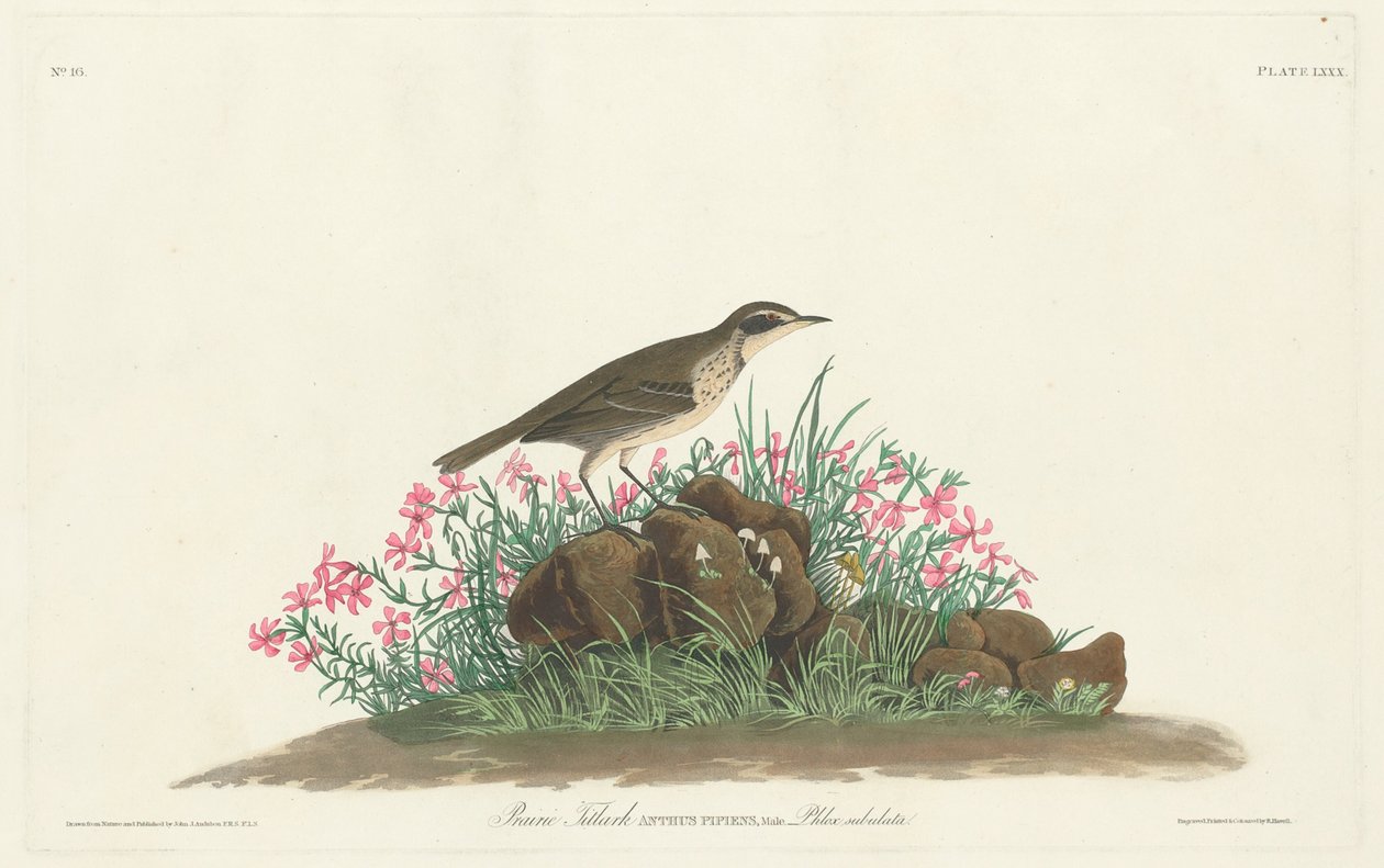 Præriens titelark af Robert Havell, Jr. after John James Audubon