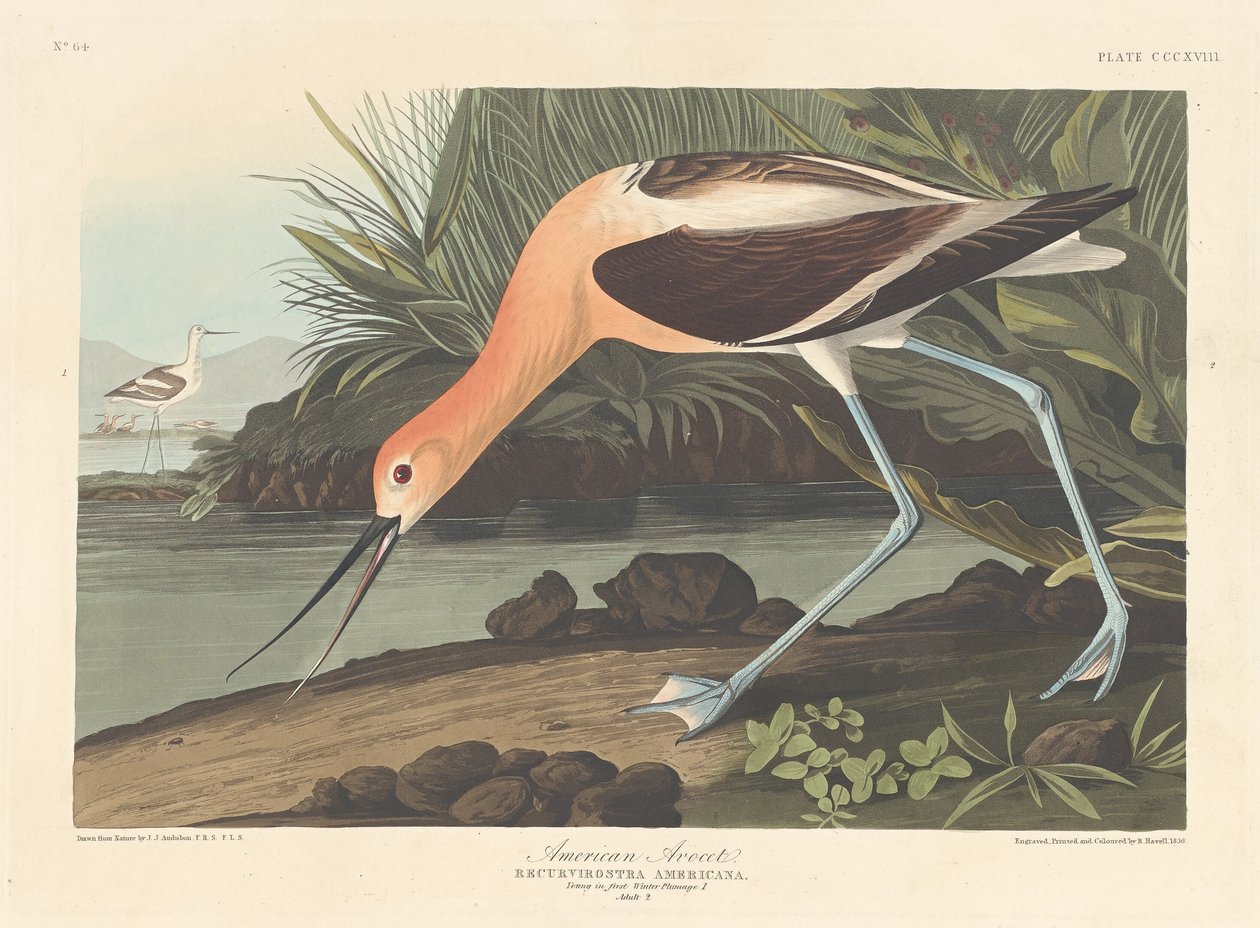 Amerikansk Avocet af Robert Havell after John James Audubon