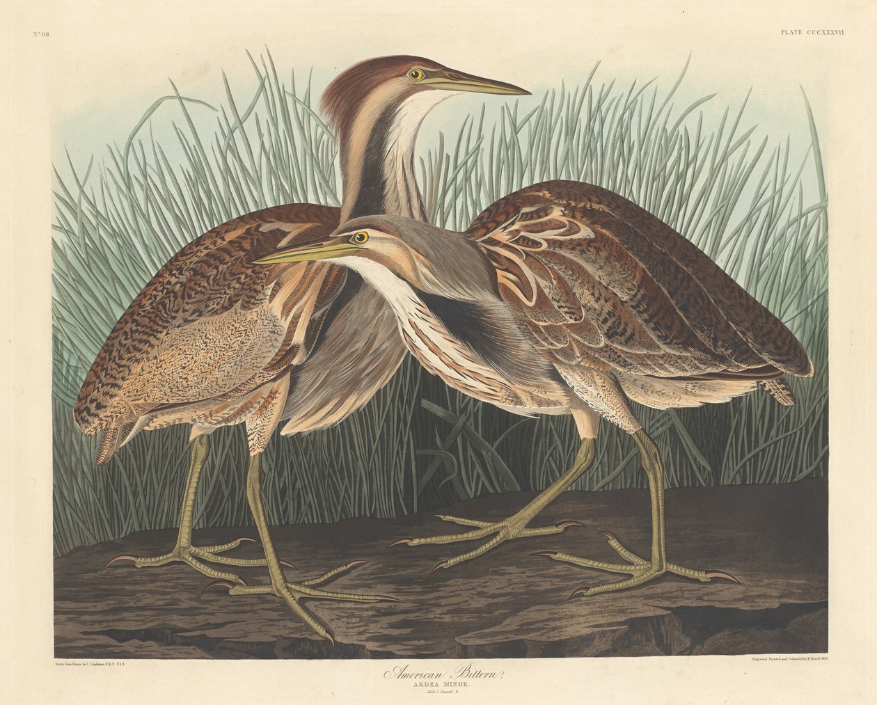 Amerikansk Bittern af Robert Havell after John James Audubon