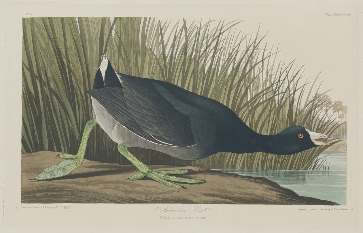 amerikansk hønsehøne af Robert Havell after John James Audubon