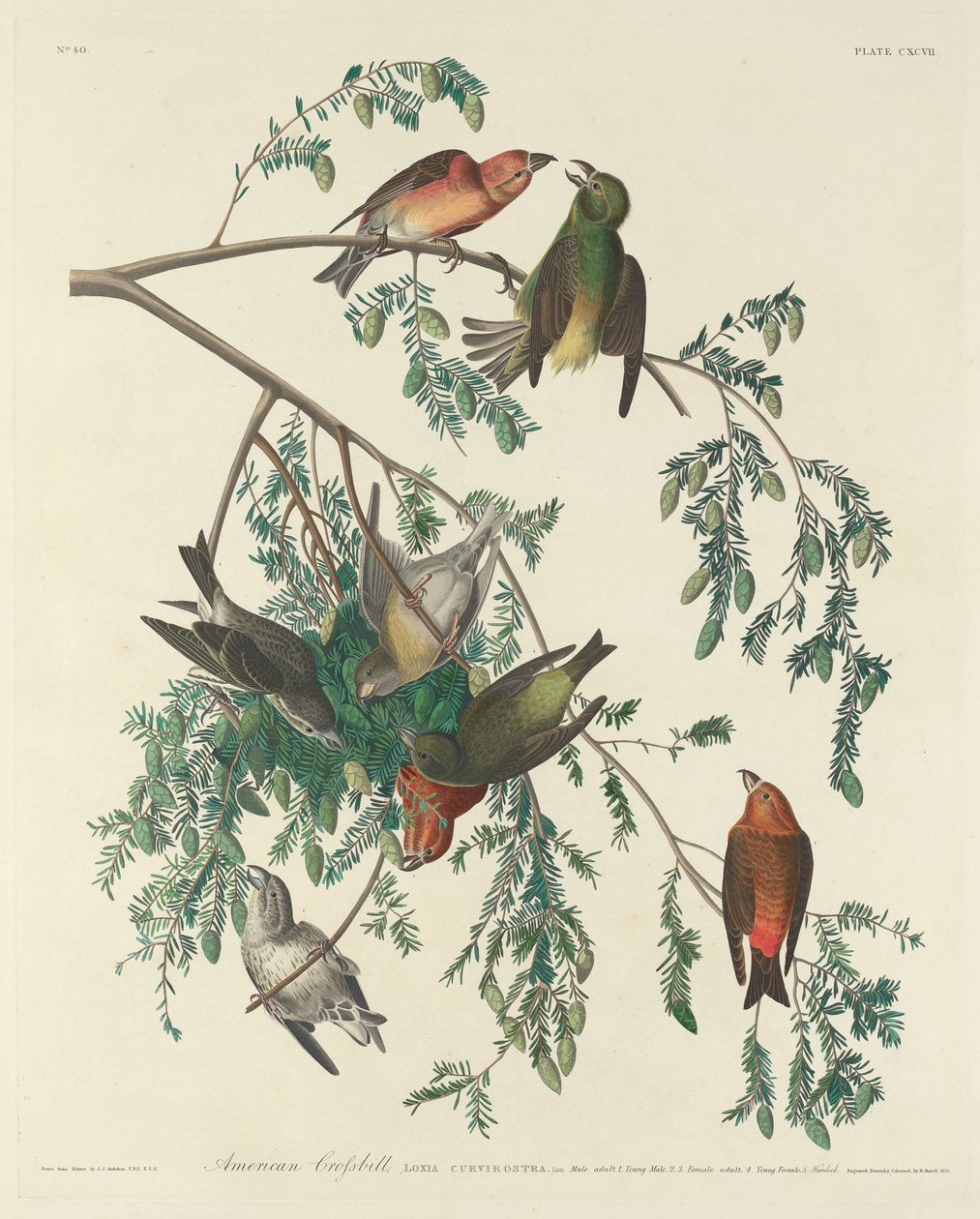Amerikansk korsnæb af Robert Havell after John James Audubon