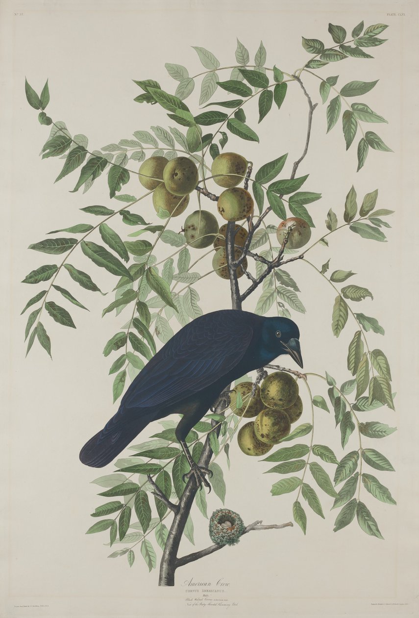 Amerikansk krage af Robert Havell after John James Audubon