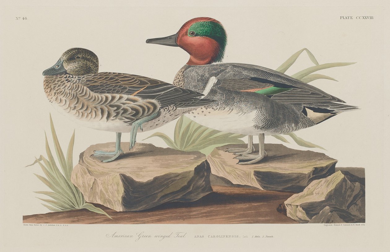 Amerikansk grønvinget krikand af Robert Havell after John James Audubon