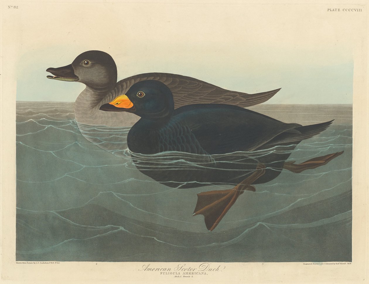 Amerikansk Scoter Duck af Robert Havell after John James Audubon
