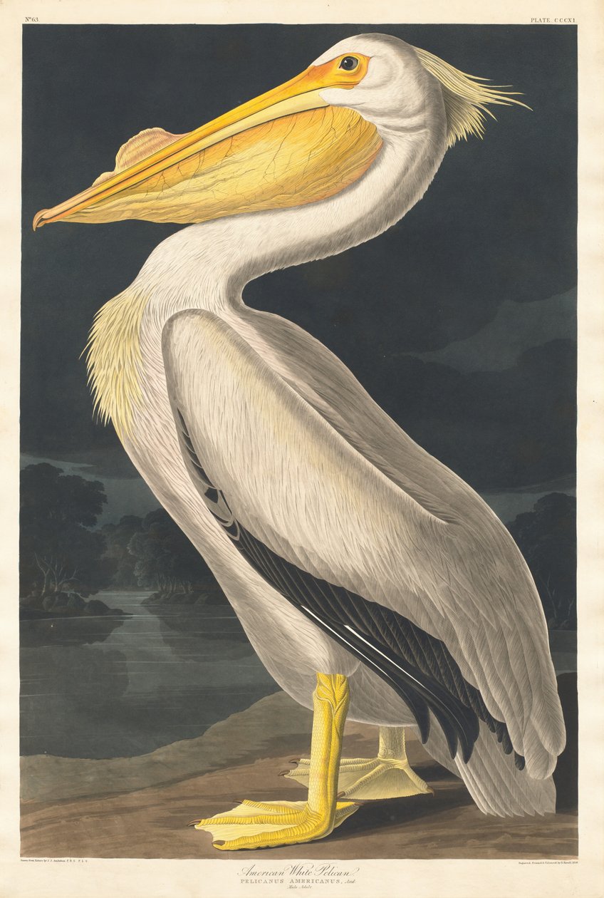 Amerikansk hvid pelikan af Robert Havell after John James Audubon