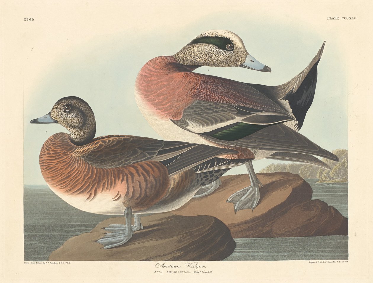 Amerikansk Widgeon af Robert Havell after John James Audubon