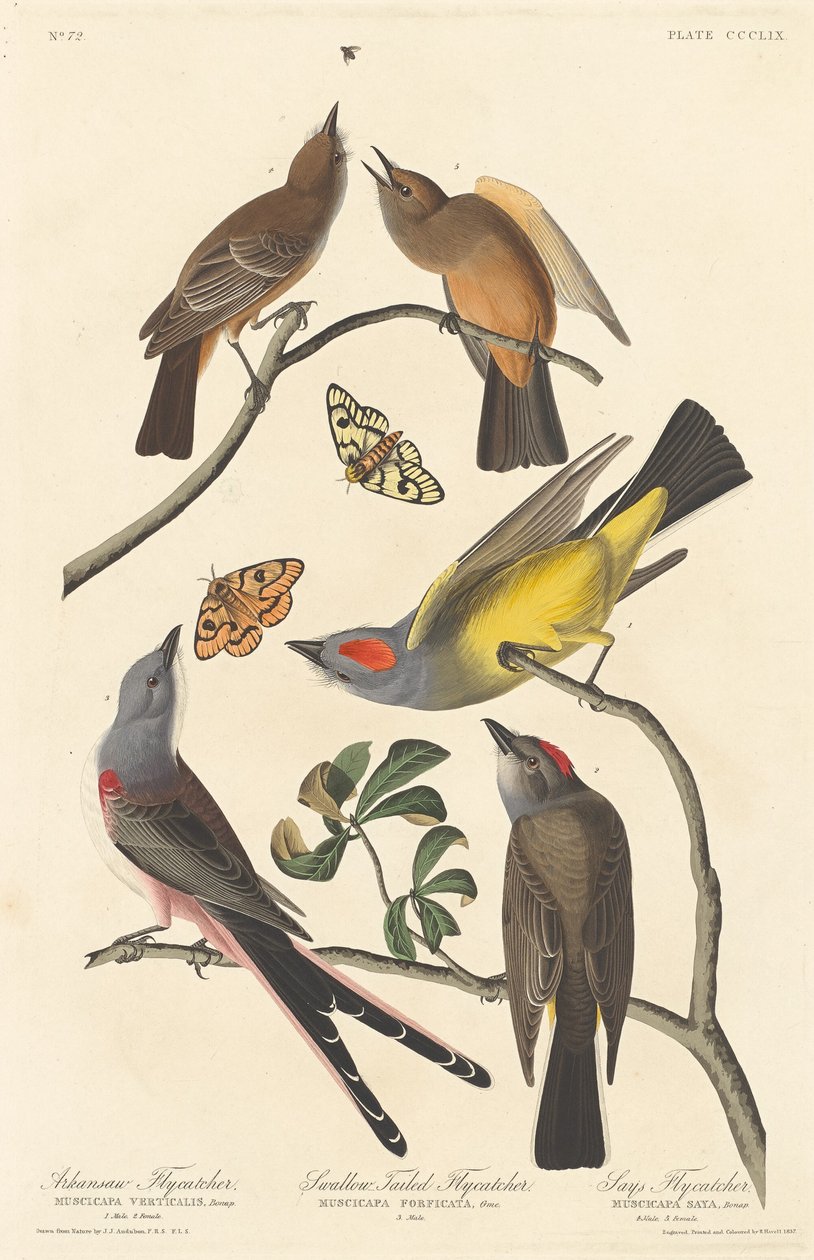 Arkansaw Fluesnapper, Svalehalefluesnapper og Says Fluesnapper af Robert Havell after John James Audubon