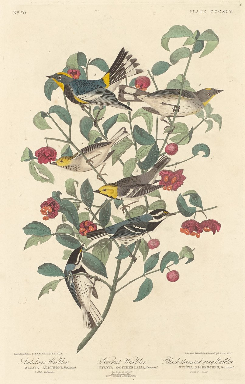 Audubonsanger, eremitsanger og sortstrubet gråsanger af Robert Havell after John James Audubon