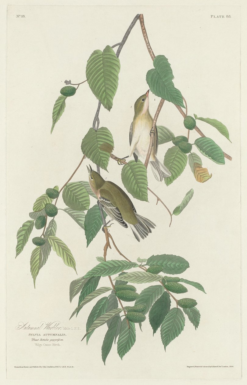 Efterårssanger af Robert Havell after John James Audubon