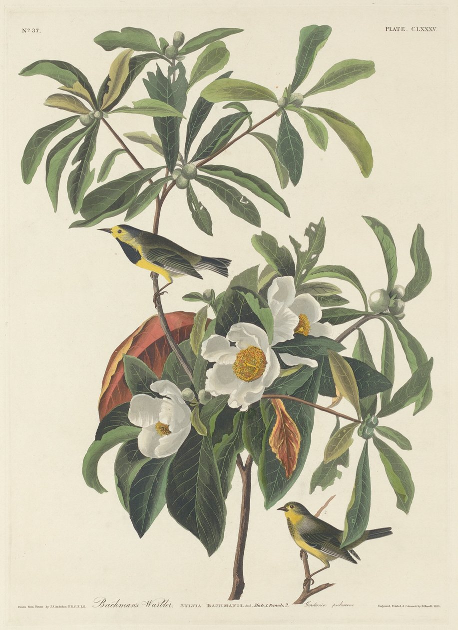Bachmans sangsanger af Robert Havell after John James Audubon