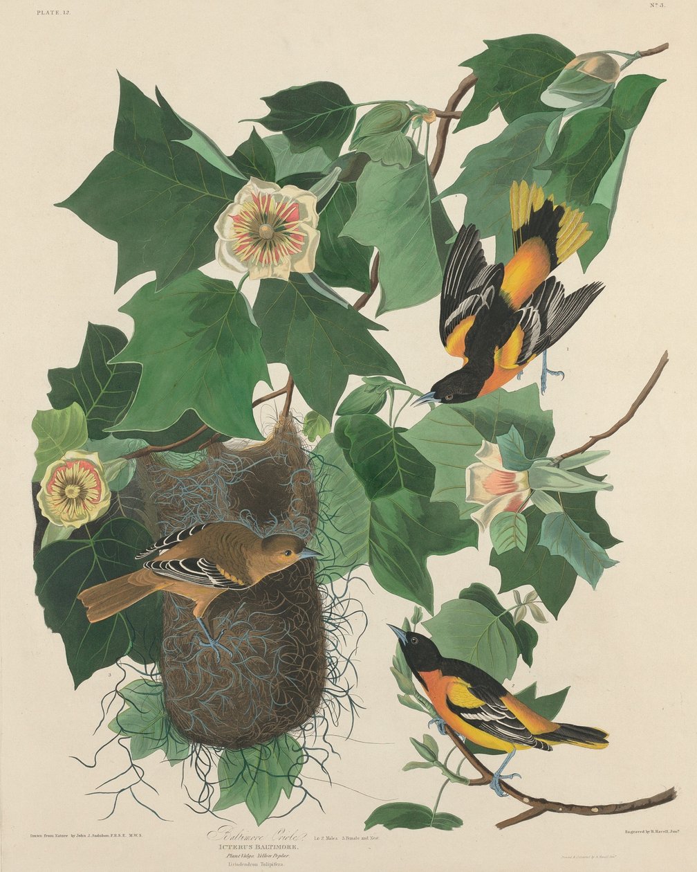 Baltimore Oriole af Robert Havell after John James Audubon