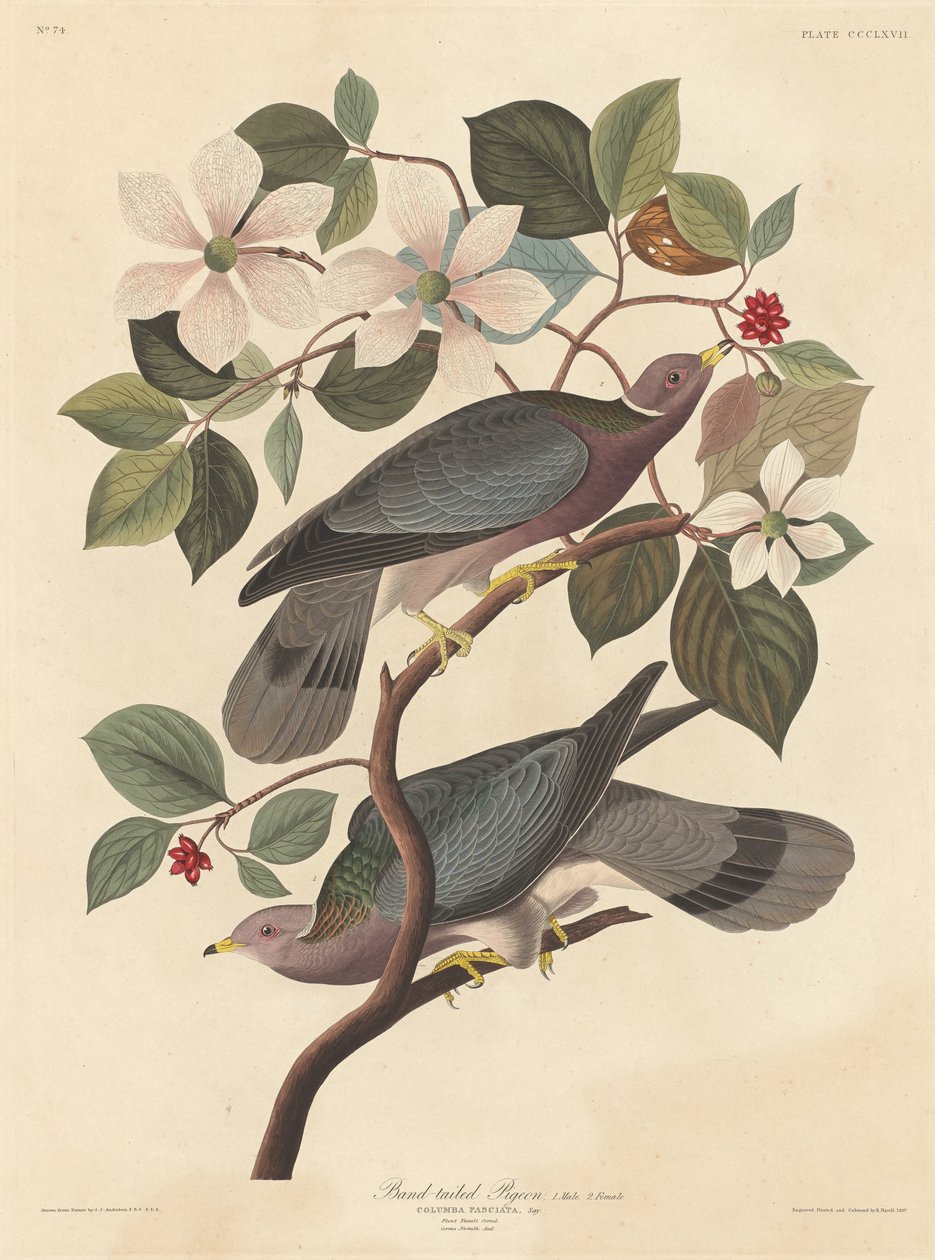 Båndhaledue af Robert Havell after John James Audubon