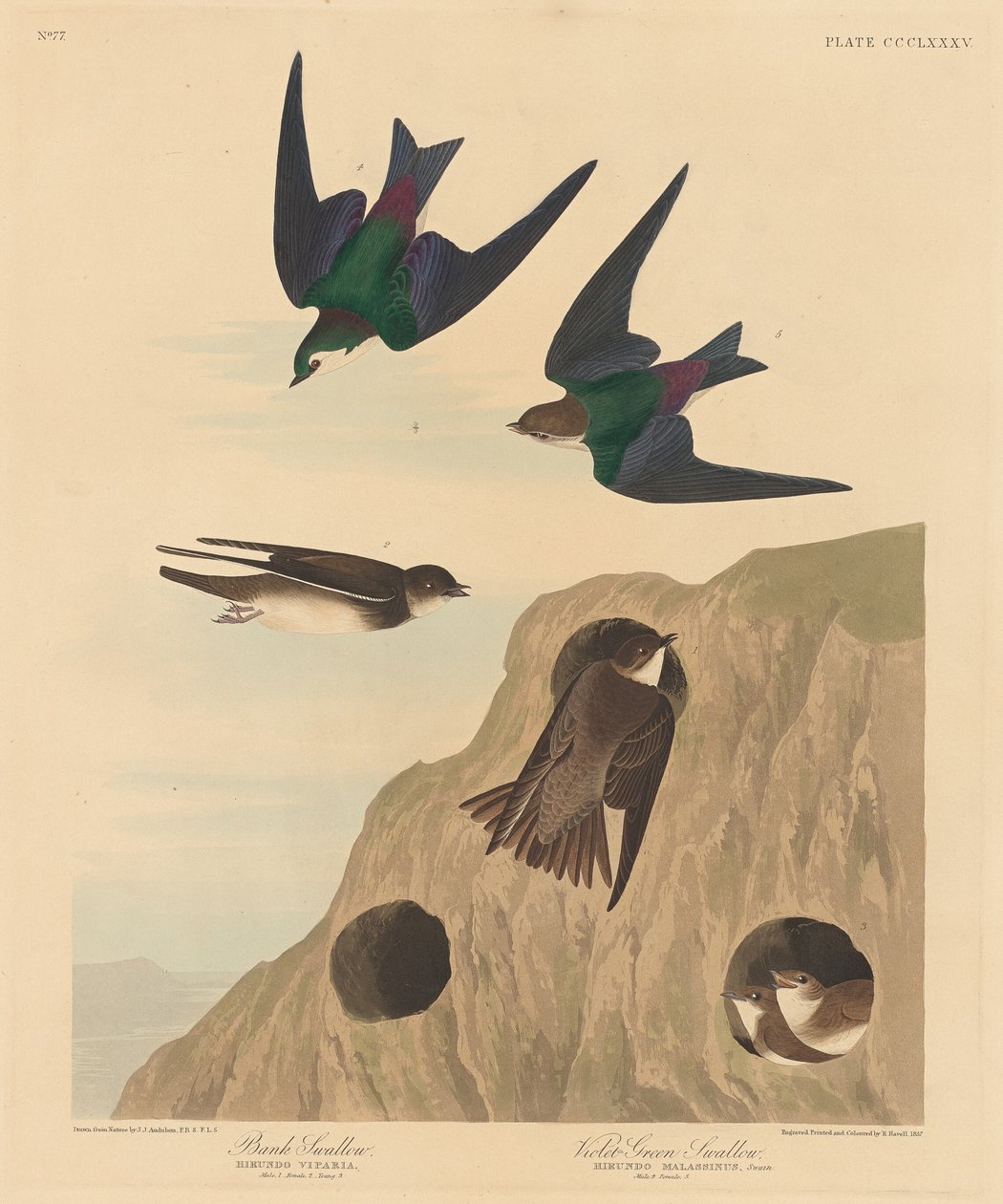 Banksvale og Violetgrøn Svale af Robert Havell after John James Audubon