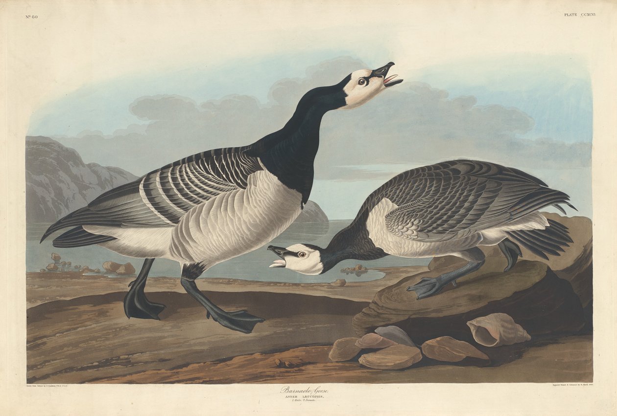 Bramgås af Robert Havell after John James Audubon