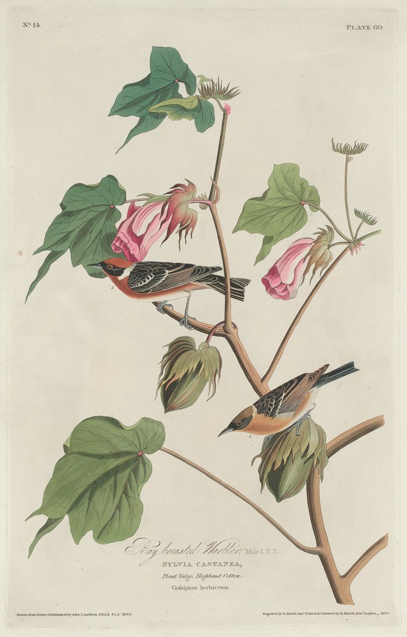 Laurbærsanger af Robert Havell after John James Audubon