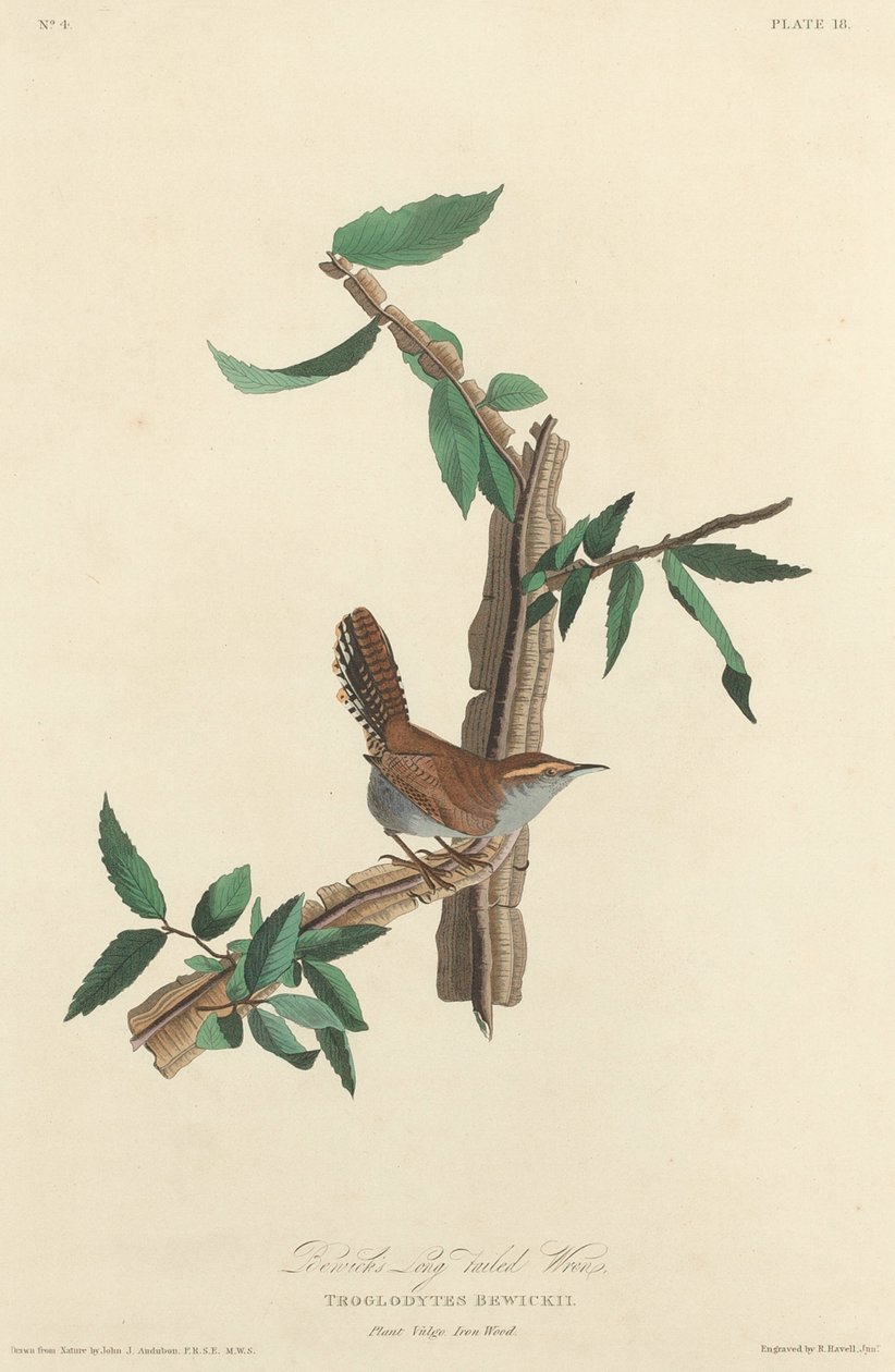 Bewicks langhalede Wren af Robert Havell after John James Audubon