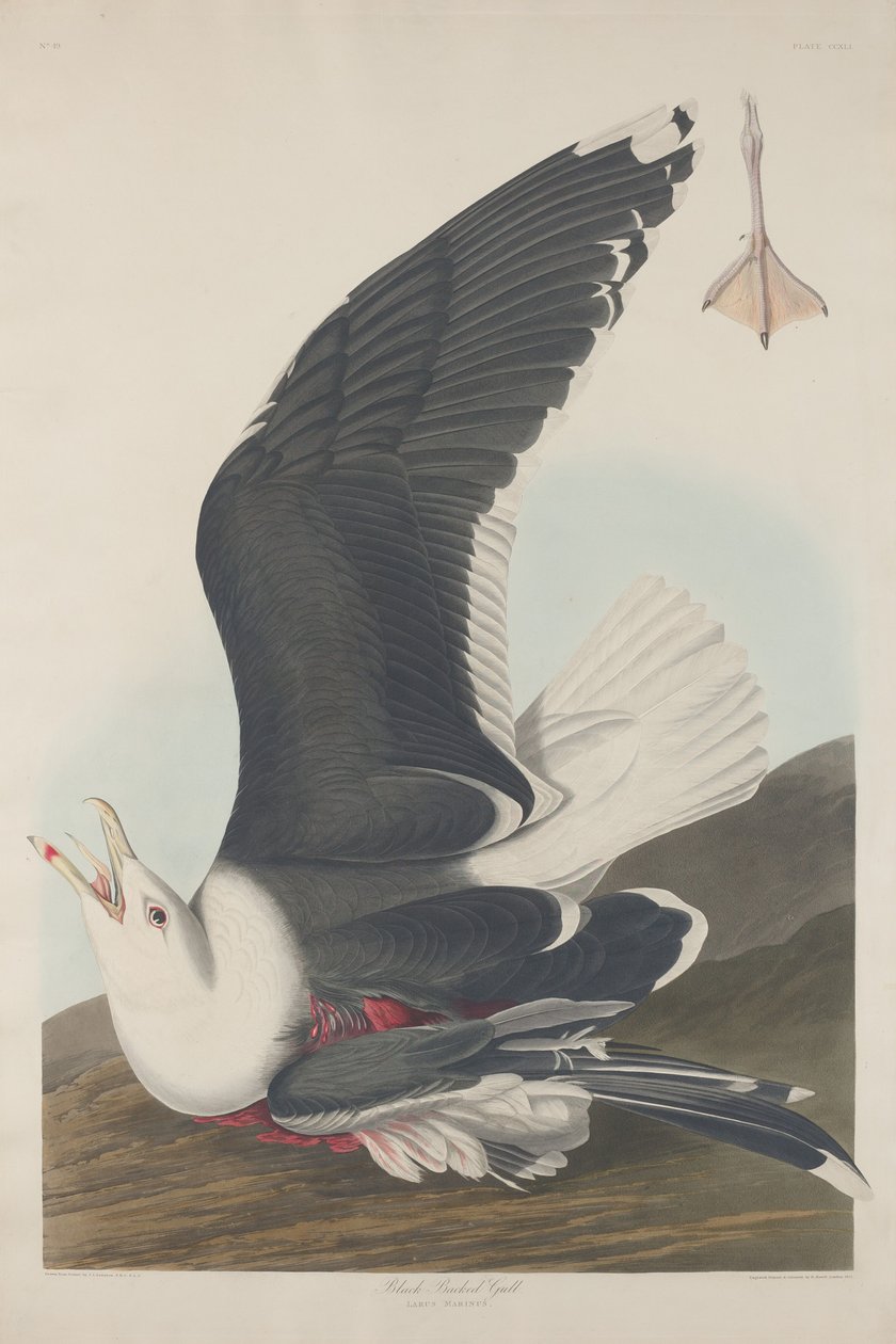 Sortrygmåge af Robert Havell after John James Audubon