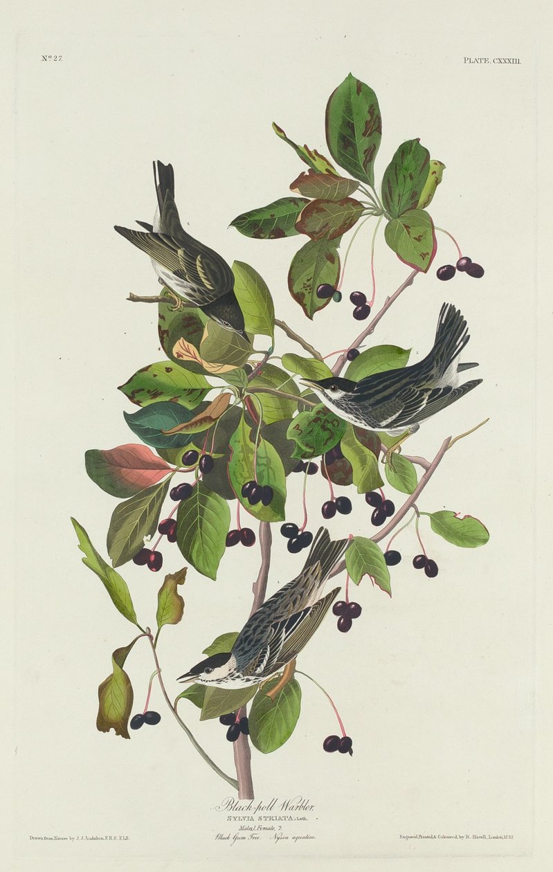 Black-Pool Warbler af Robert Havell after John James Audubon